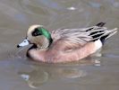 American Wigeon (WWT Slimbridge April 2013) - pic by Nigel Key